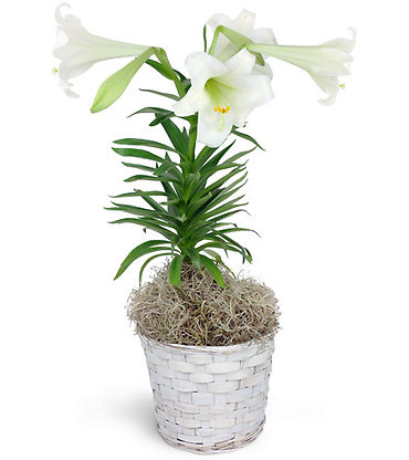 Easter Lilly Plant