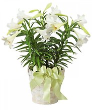 Triple Stem Easter Lily