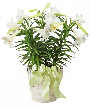 Triple Stem Easter Lily