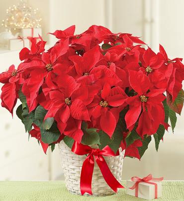 Poinsettia Plant