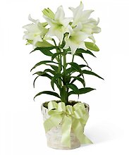 Double Stem Easter Lily