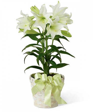 Double Stem Easter Lily