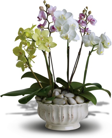 Regal Orchids